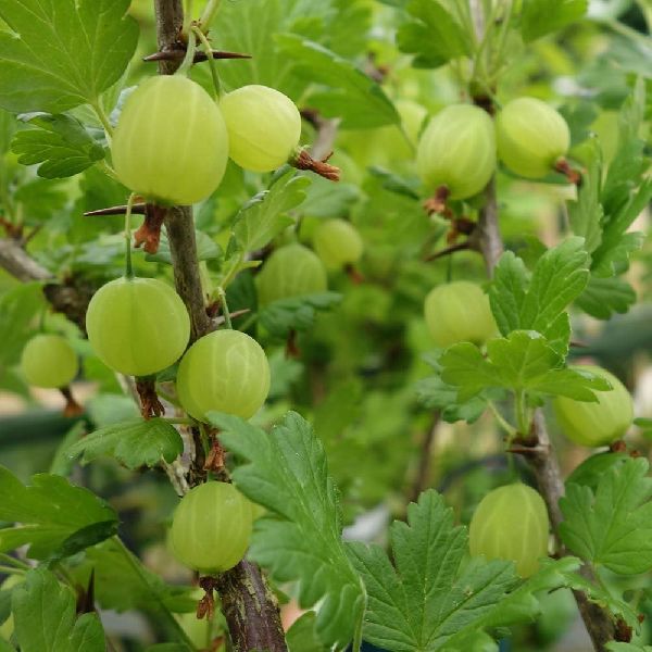 Organic Fresh Gooseberry, for Hair Oil, Murabba