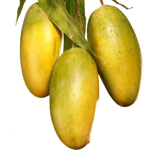 Organic Fresh Dasheri Mango, Color : Green