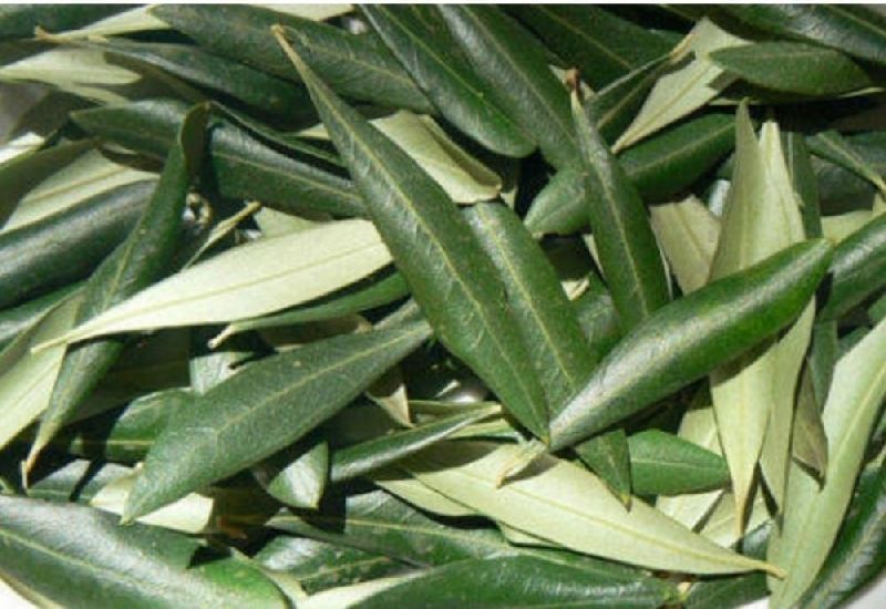 Natural Olive Leaf, Form : Powder