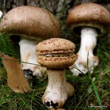 Mushroom & Truffle