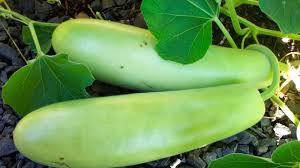 bottle gourd