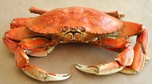 Frozen Crab, For Cooking, Food, Feature : Delicious Taste, Fresh, Healthy To Eat, High Value, Purity