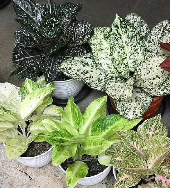 Aglonema Plant, for Outdoor Decorative