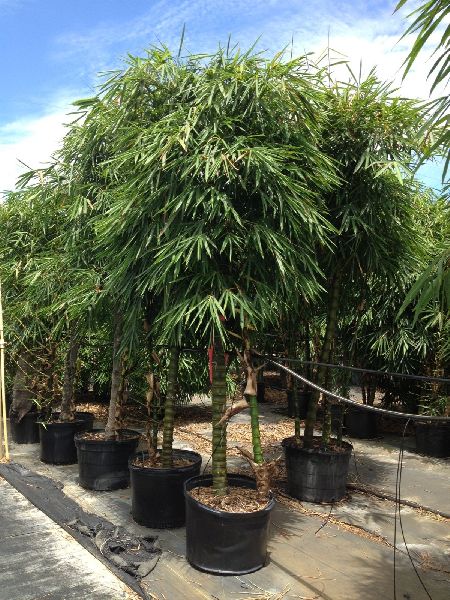 Bambusa ventricosa Plant