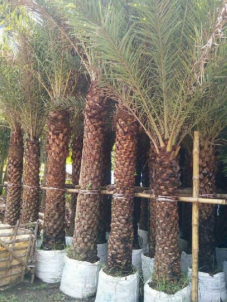 Palm Tree, for Plantation, Packaging Type : Loose