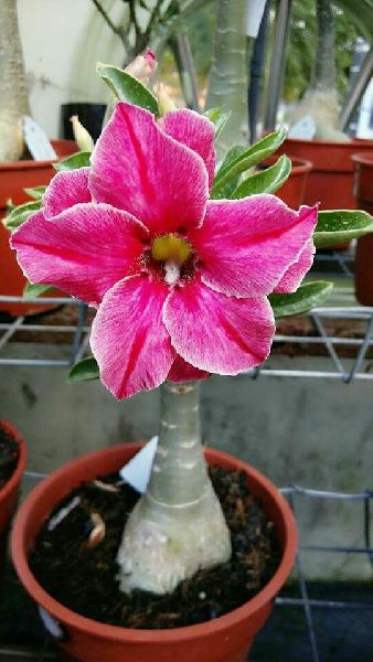 Desert Rose Plant