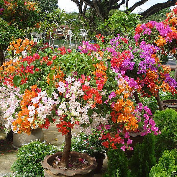 Rare Colorful Bougainvillea Plant