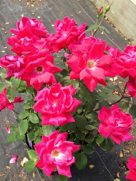Thornless Rose Plant