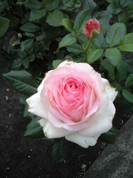 White Rose Crimson Plant