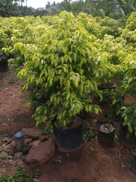 Yellow Ficus Tree