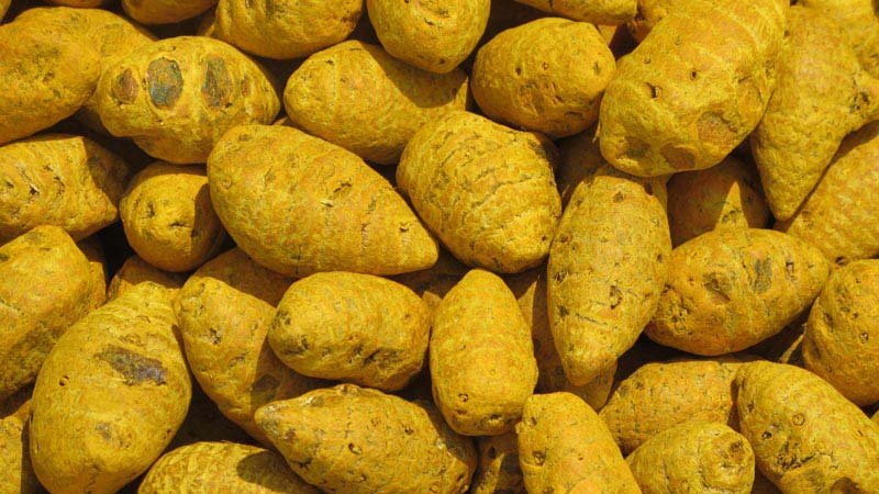 Dried Turmeric Bulb, Color : Yellow