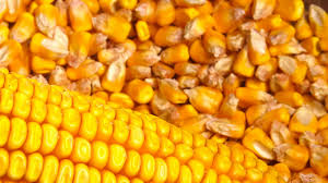 Dried Yellow Maize
