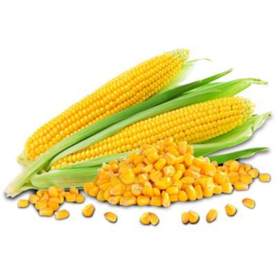 Organic Hybrid Yellow Maize