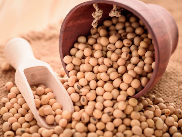 Organic Natural Soybean Seeds, for Human Consumption