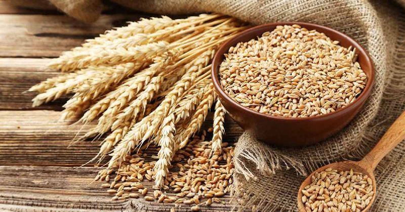 Organic Natural Wheat Seeds, Purity : 99%