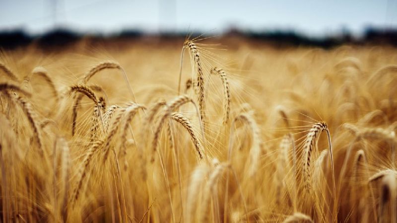 Common Organic Wheat Seeds, Purity : 99%