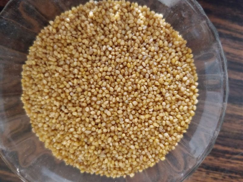 Common Natural Foxtail Millet, For Cooking, Variety : Dried, Hulled