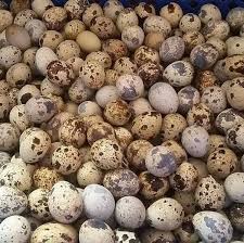 Quail Eggs, for Bakery Use, Human Consumption, Packaging Type : Tray