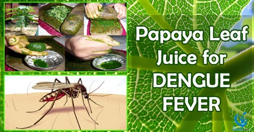  Papaya Leaf Juice, Packaging Type : Bottel, ZAR, Tin