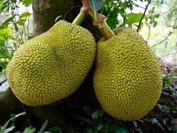 Individual Organic Jackfruit