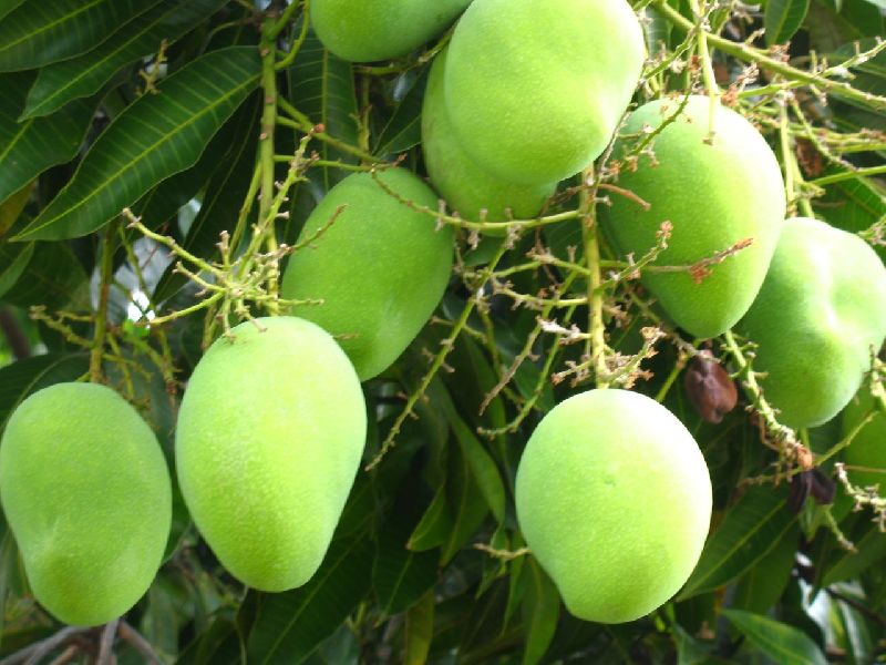 Patil Common Fresh Mango,fresh mango, for Cooking, Home, Hotels, Specialities : Non Harmful