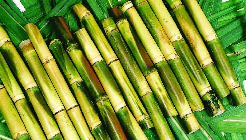 Patil Common fresh sugarcane, Packaging Type : Plastic Bag
