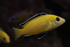 Yellow Cichlid Fish, for Cooking, Food, Human Consumption, Making Medicine, Making Oil