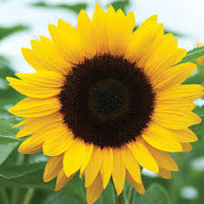 Natural SUN FLOWER, Packaging Type : Plastic Packets