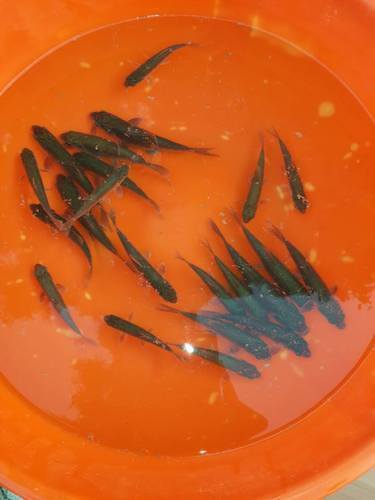 Black Carp Fish Seeds, Style : Alive