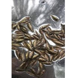Katla Fish Seeds, Style : Alive