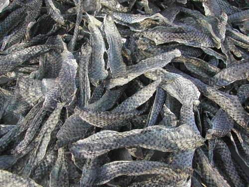 Tilapia Fish Seeds, Style : Alive