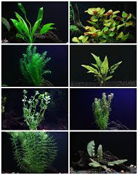 aquarium live plants
