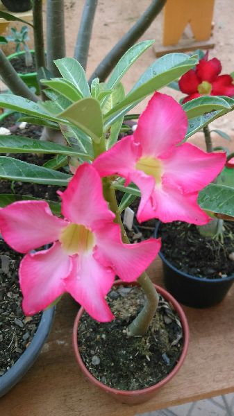 Adenium Grafted Plant