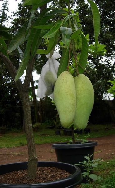 Mango Malika Grafted Plant, Style : Annual