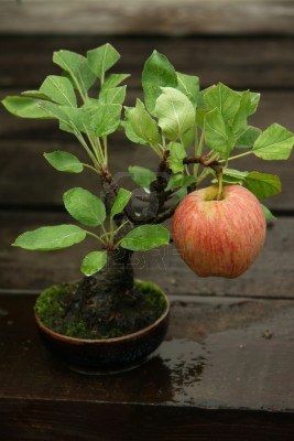 Velvet Apple Plant