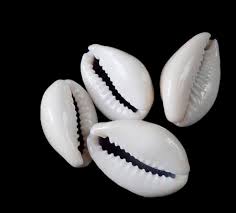 Non Polished cowrie shells, Color : Brown, Golden, Silver, White