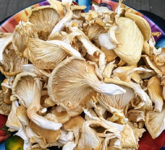 dry oyster mushroom