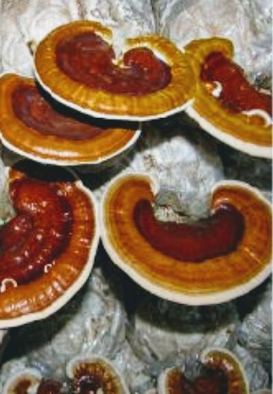 Fresh Ganoderma Mushroom