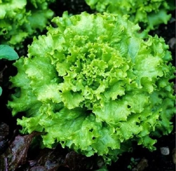 Fresh Grand Rapid Lettuce, Color : Green, Light Green