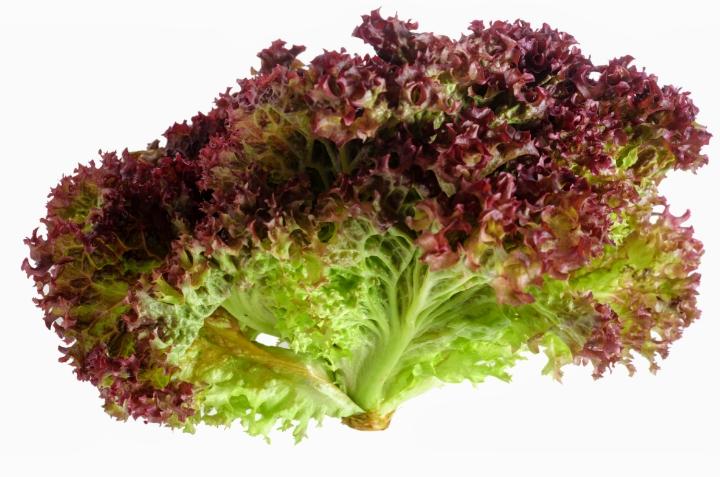 Organic Fresh Lollo Rosso Lettuce, Color : Red, Light Green