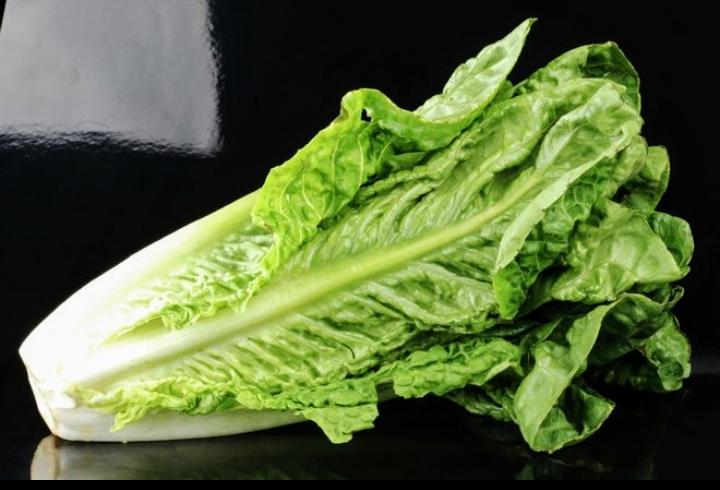 Hydroponic Fresh Romaine Lettuce, for Cooking, Feature : Healthy, Non Harmul