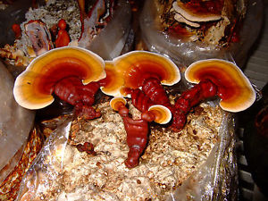 Ganoderma Mushroom Spawn