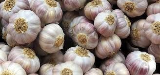 Organic Fresh White Garlic, Style : Natural