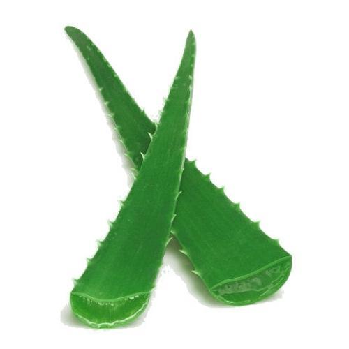Herbal Aloe Vera Leaf, Feature : High gel content