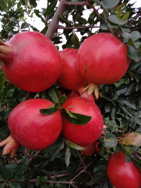 Common pomegranate, Style : Fresh