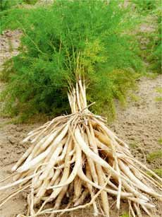 Dried Shatavari Roots, for Ayurvedic Medicine, Purity : 99%