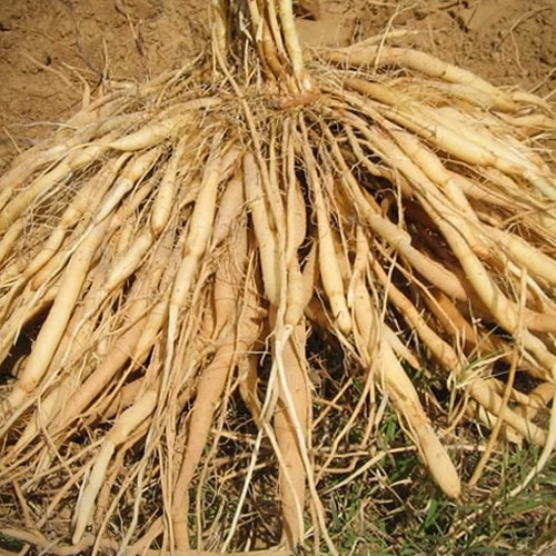 Natural Shatavari Roots, for Ayurvedic Medicine, Purity : 99%