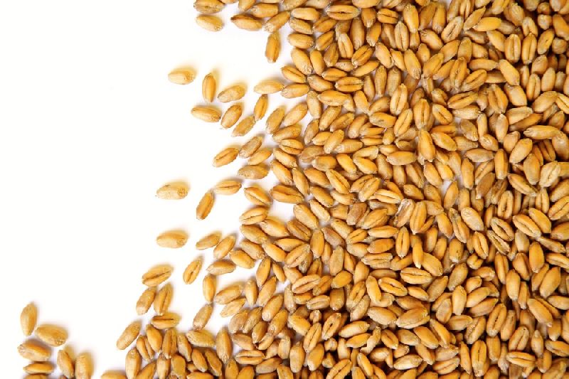 Hybrid Wheat Seeds, For Flour, Feature : Healthy, Non Harmul