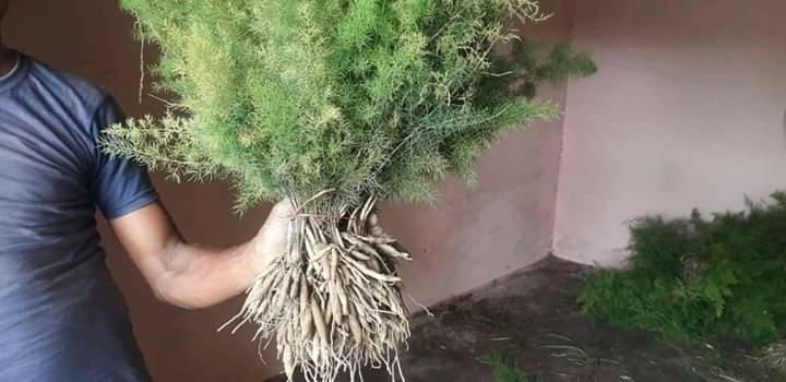 pili nepali Shatavari Plants