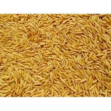 Inorganic Paddy Seeds, for Farming, Packaging Type : PP Bag